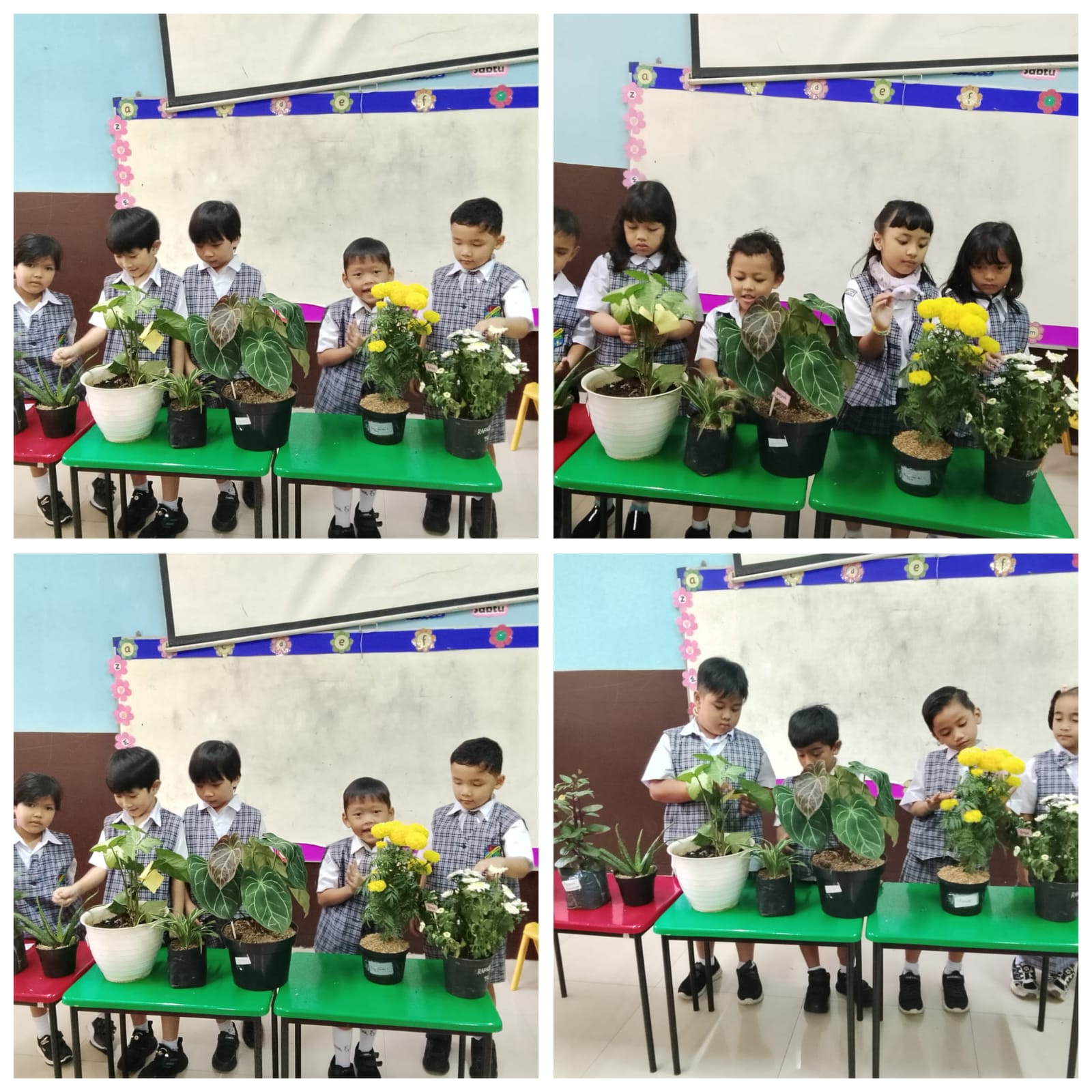 MENGENAL TANAMAN HIAS